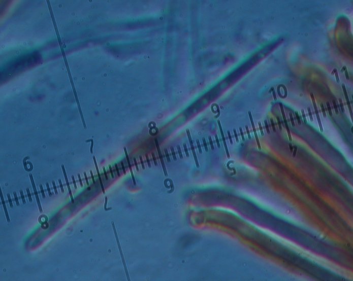 macrostoma