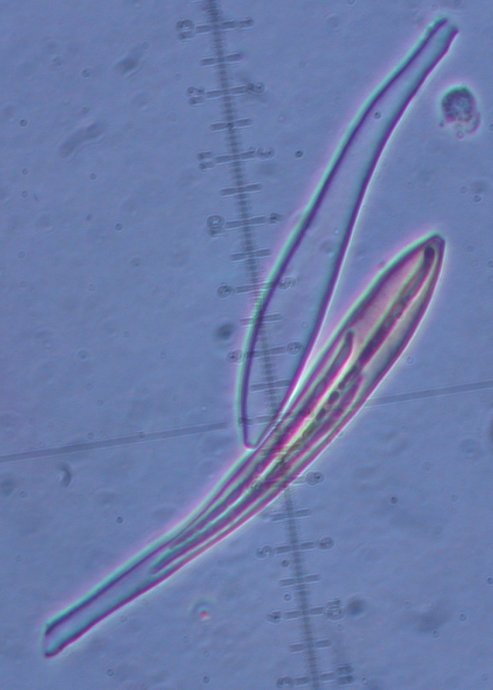 macrostoma