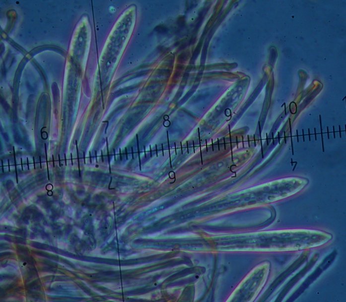 macrostoma