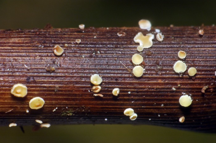 macrostoma