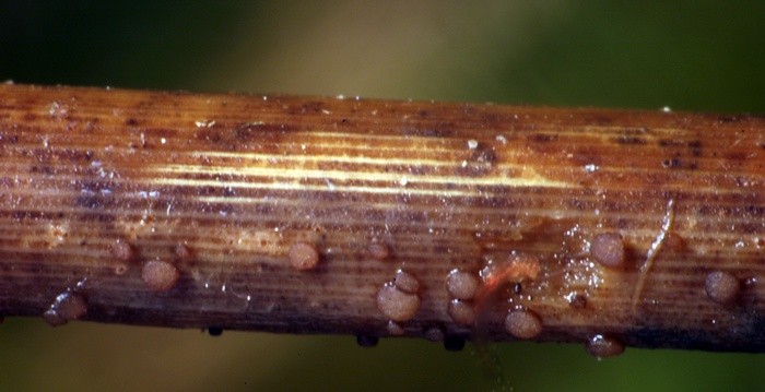 macrostoma