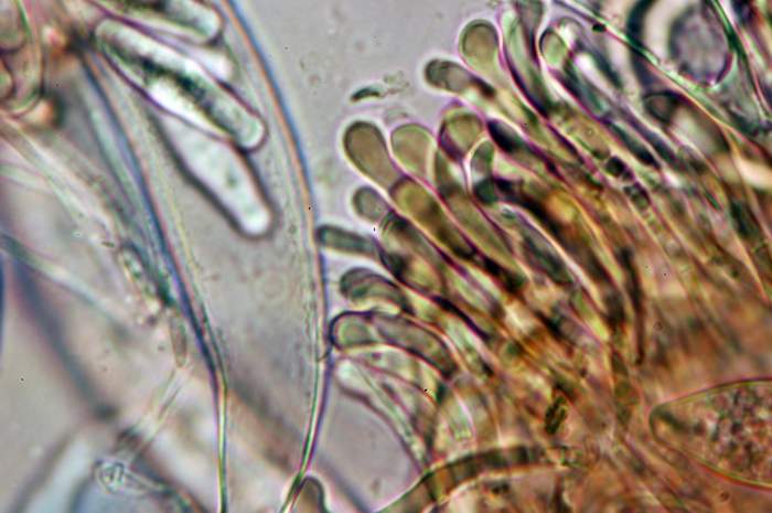 macrostoma