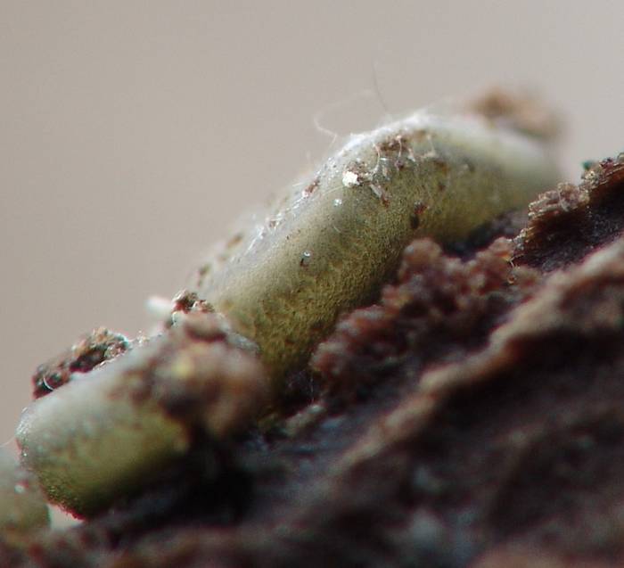 macrostoma