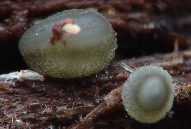 macrostoma