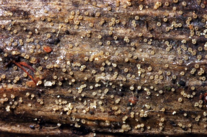 macrostoma