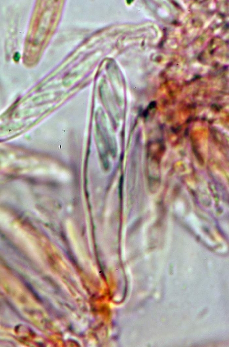 macrostoma