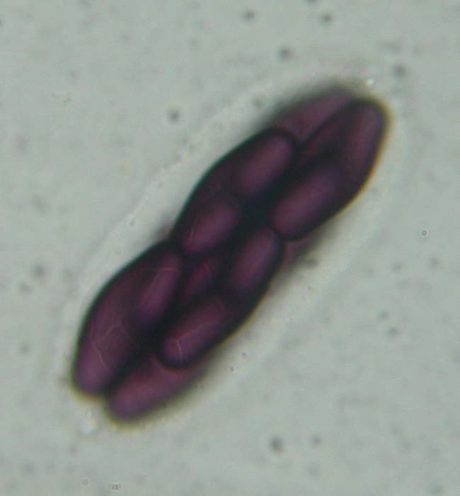 macrostoma