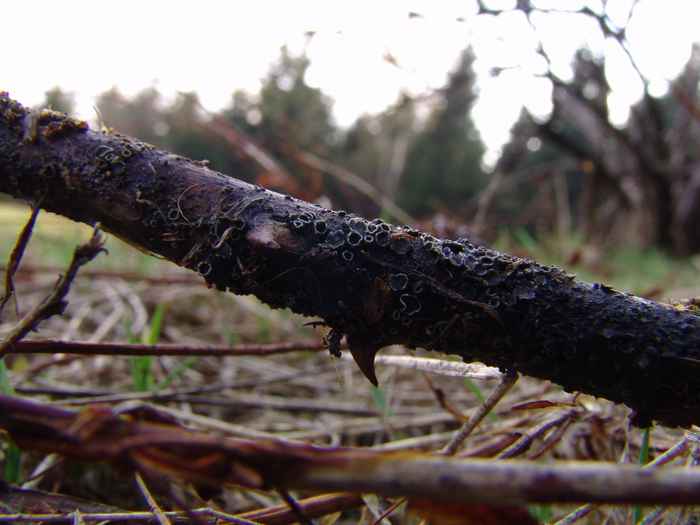 macrostoma