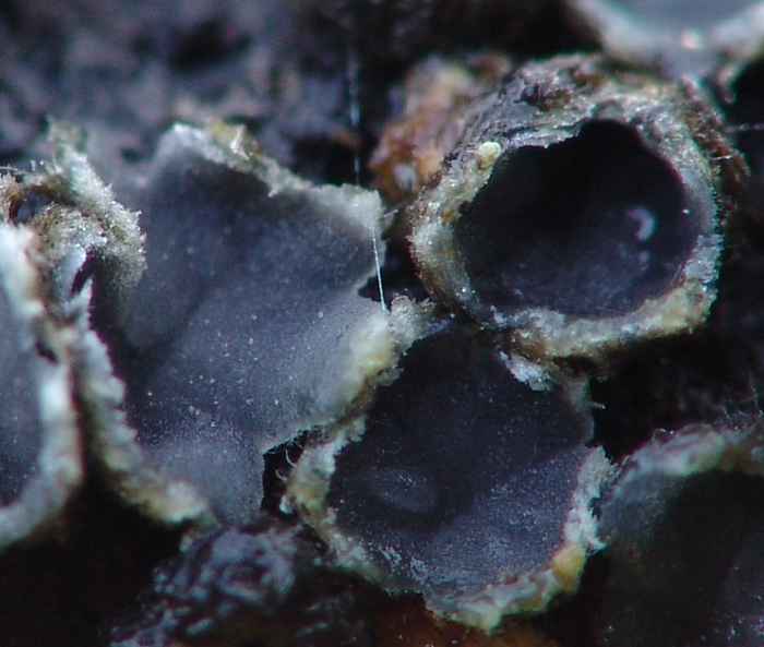 macrostoma
