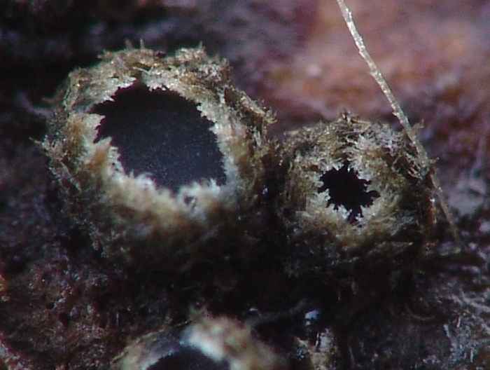macrostoma