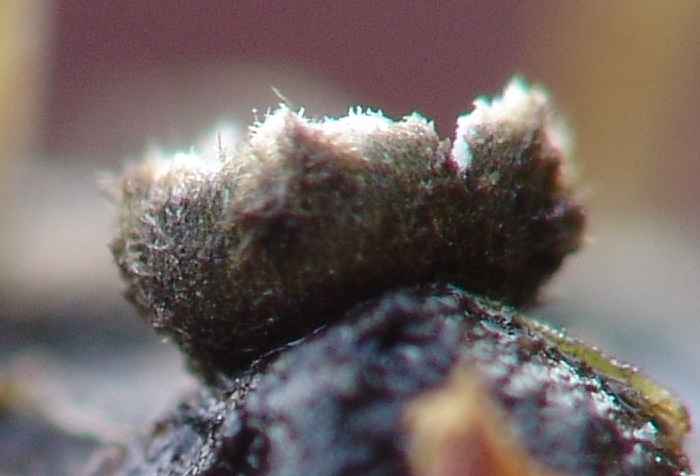 macrostoma