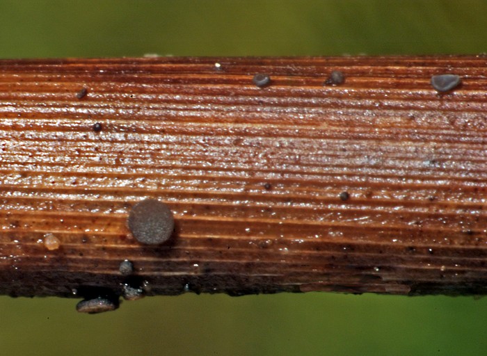 macrostoma