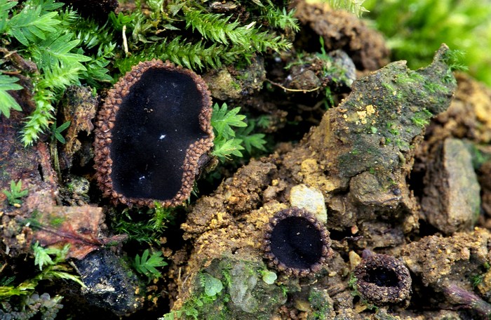 macrostoma