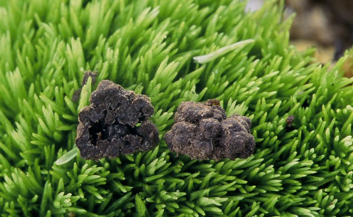 macrostoma
