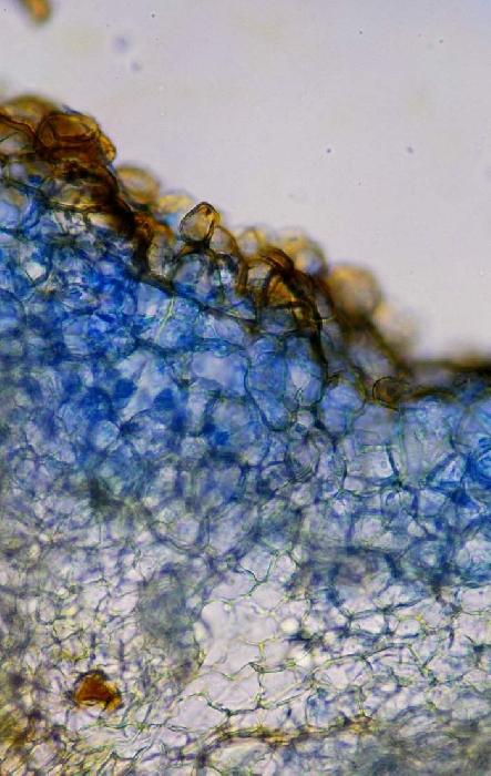 macrostoma