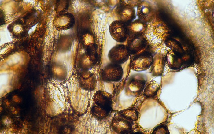 macrostoma