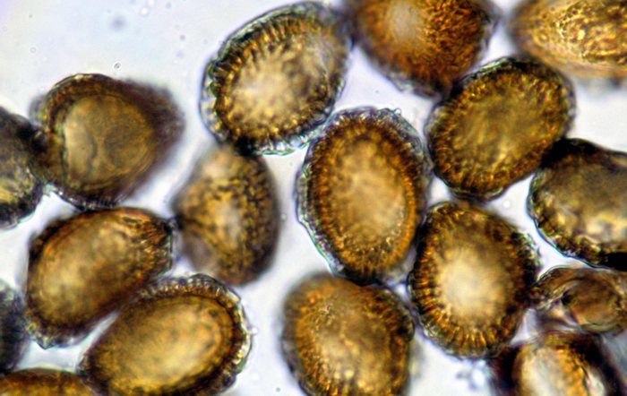 macrostoma