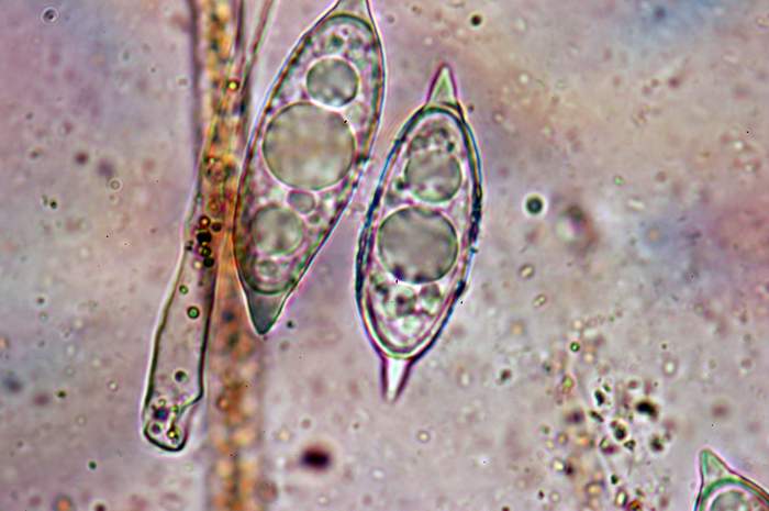 macrostoma