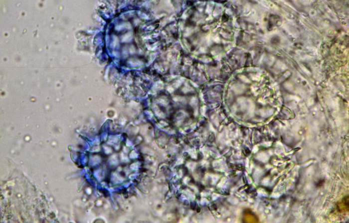 macrostoma