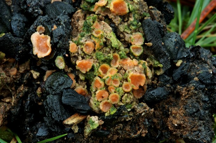 macrostoma