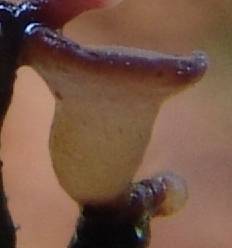macrostoma