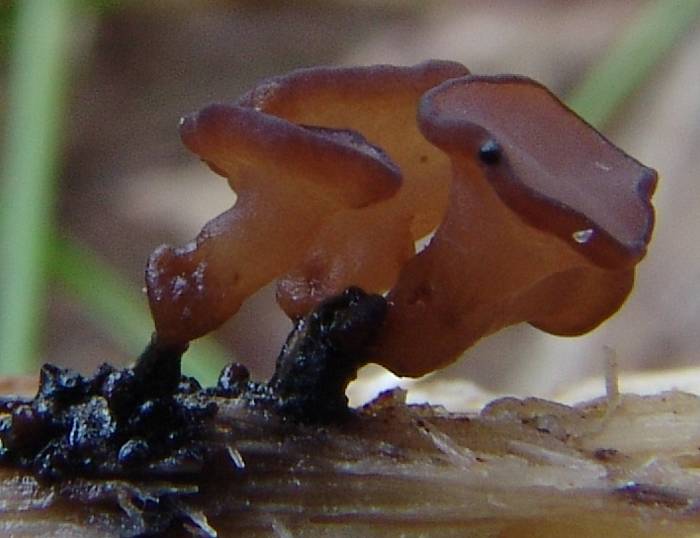 macrostoma