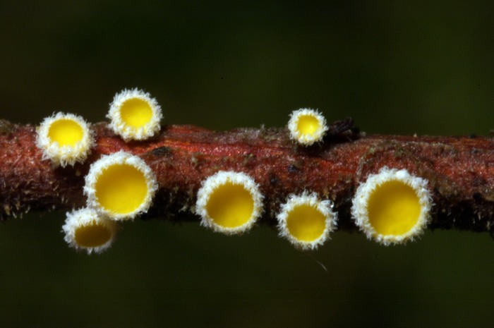 macrostoma