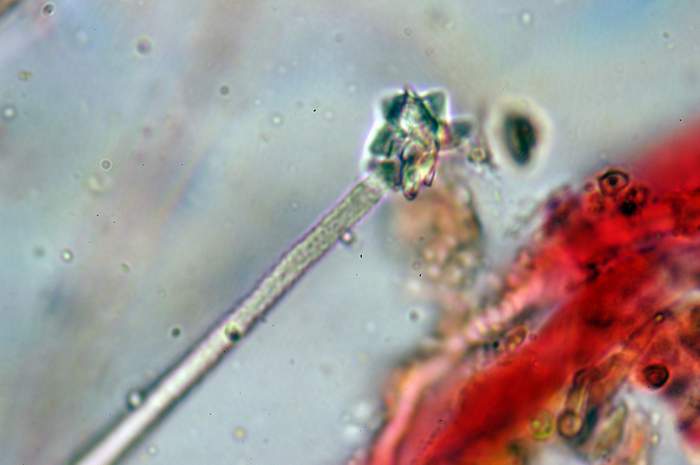 macrostoma