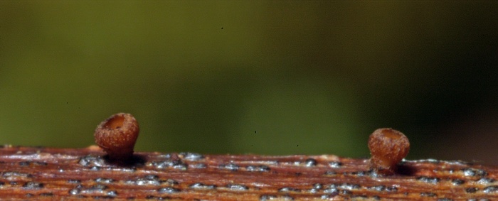 macrostoma