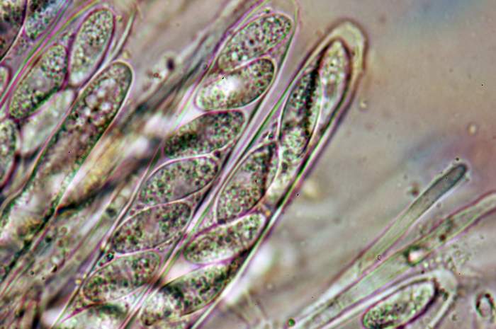 macrostoma