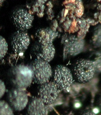 macrostoma