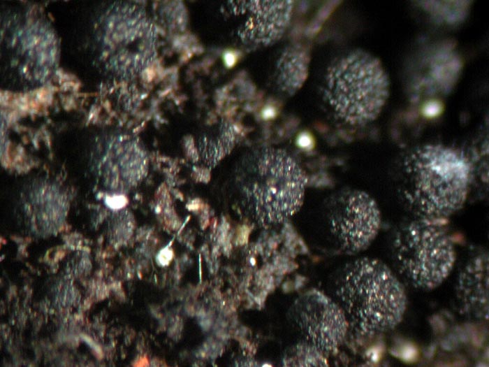 macrostoma