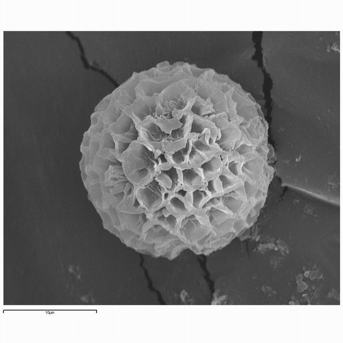 macrostoma