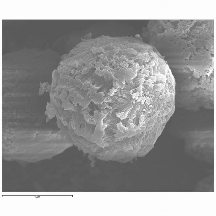 macrostoma