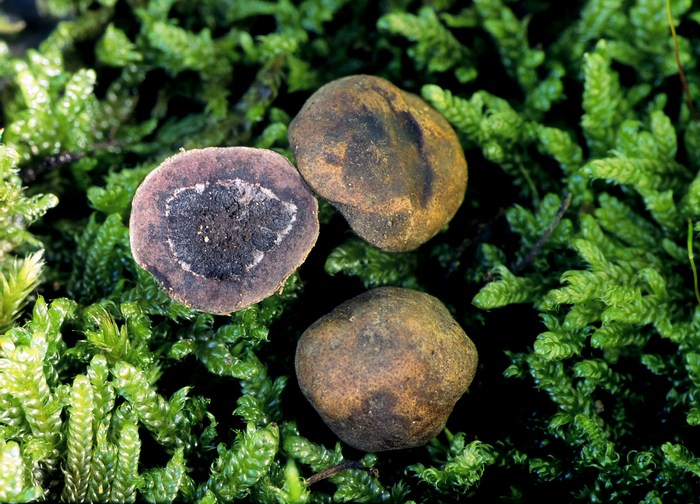 macrostoma
