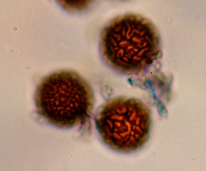 macrostoma