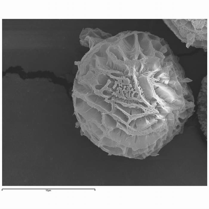 macrostoma