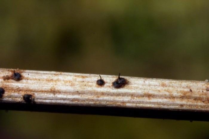 macrostoma