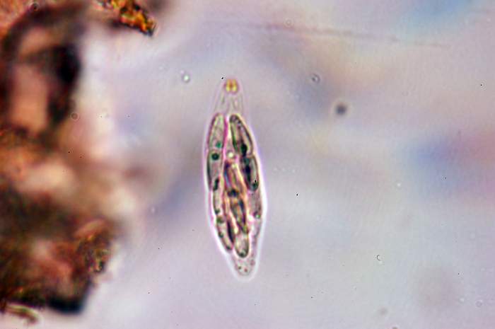 macrostoma