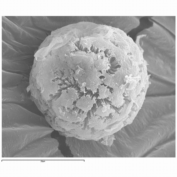 macrostoma