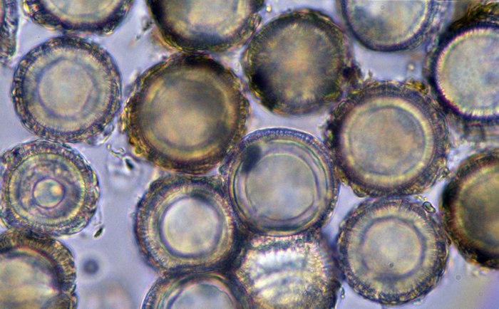 macrostoma