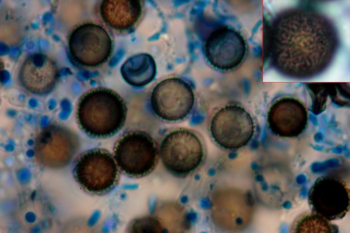 macrostoma