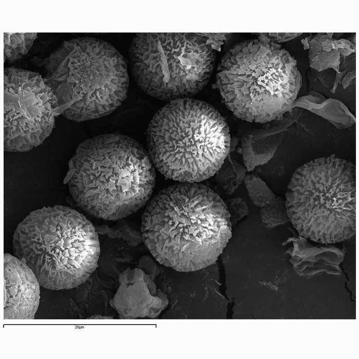 macrostoma