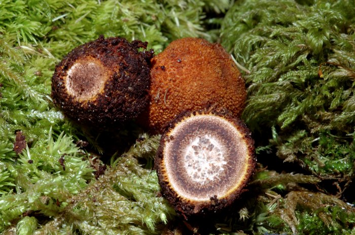 macrostoma