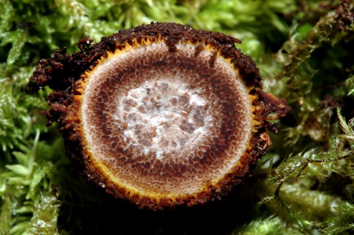 macrostoma