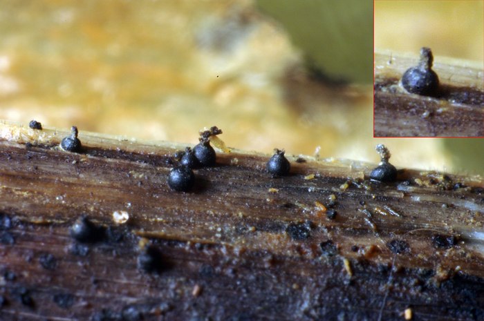 macrostoma