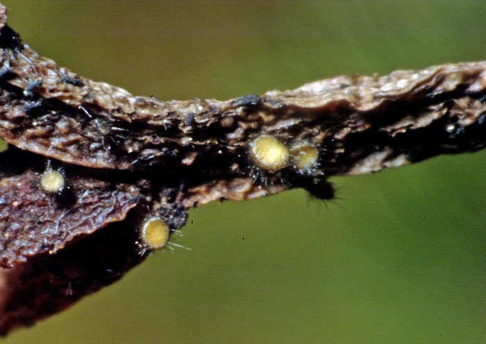 macrostoma