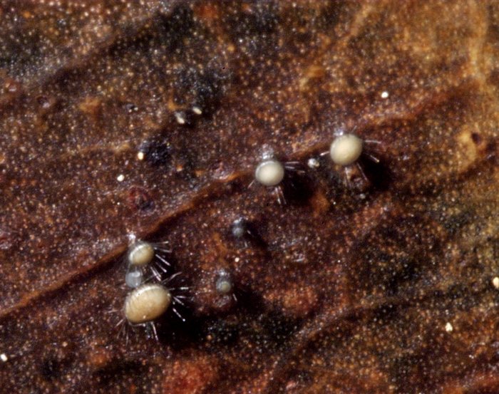 macrostoma
