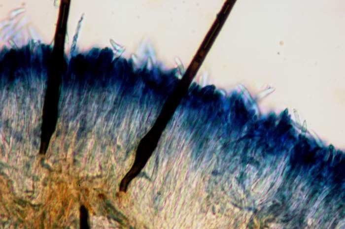 macrostoma