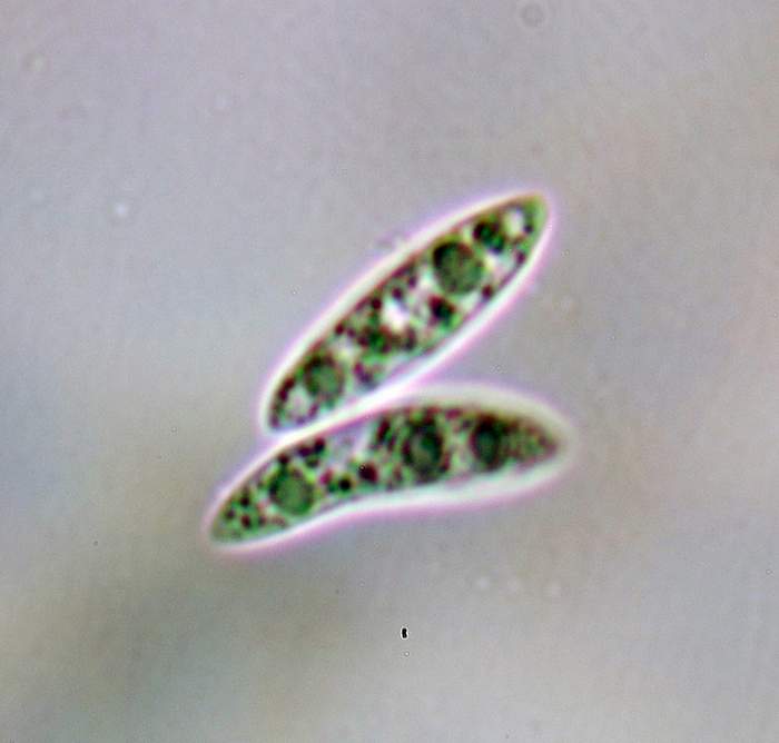 macrostoma